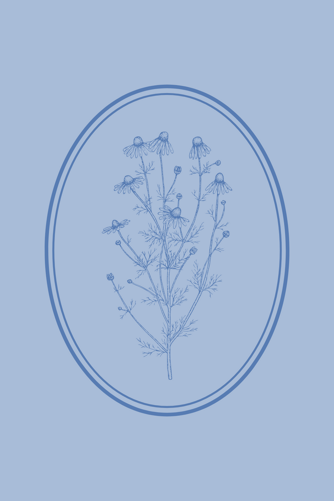 Gently botanical illustration of a chamomile plant inside an oval frame, set against a light blue background