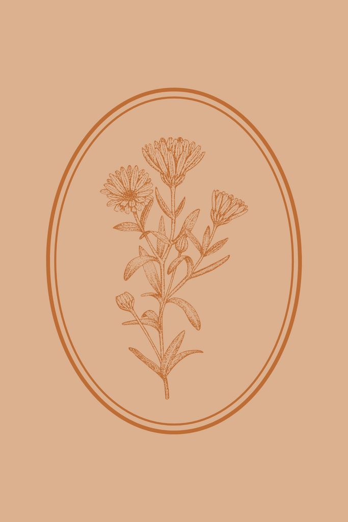 Gently botanical illustration of a calendula plant within an oval frame, set against a warm peach background